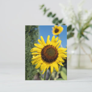 Lebendige Sonnenblumen Postkarte