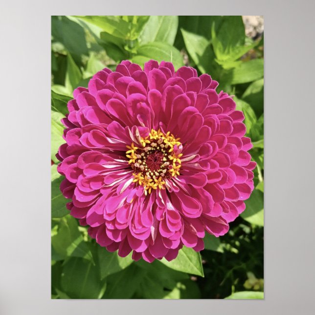 Lebendige Zinnienblumen-Foto Poster (Vorne)