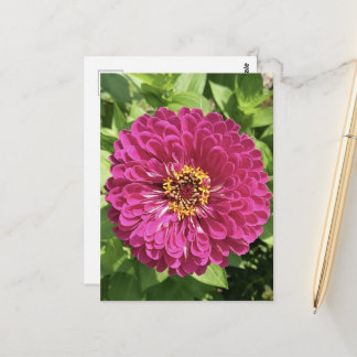 Lebendige Zinnienblumen-Foto Postkarte