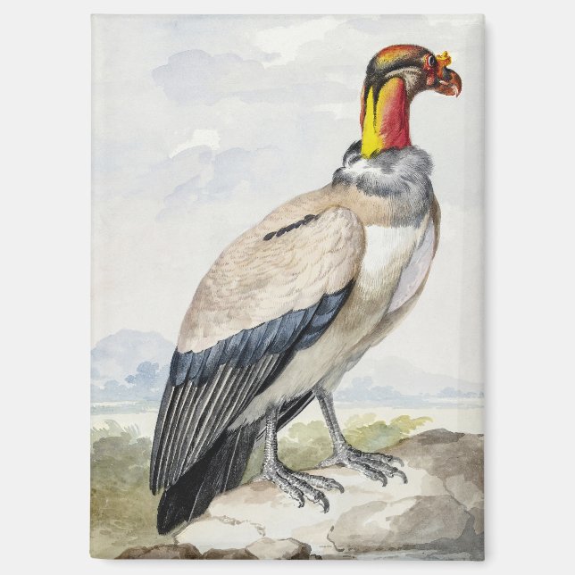 Lebendiger exotischer Königsgeier-Wandschmuck Magnet (Vorderseite)