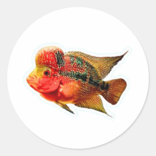 Lebendiger Flowerhorn-Buntbarsch-Aufkleber, exotis Runder Aufkleber