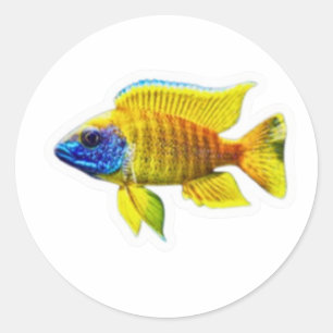 Lebendiger gelber Pfau-Buntbarsch-Fisch-Aufkleber, Runder Aufkleber