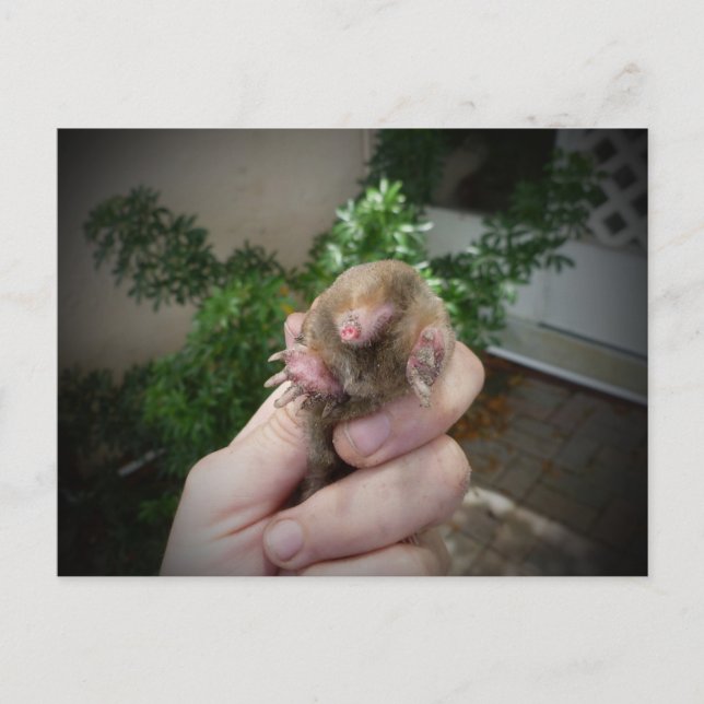 Lebendiger Maulwurf in der Hand Lächeln.jpg Postkarte (Vorderseite)