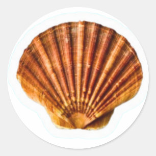 Lebendiger orangefarbener Kammmuschel-Sticker, kla Runder Aufkleber