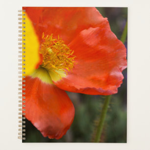 Lebendiger Oranger Mohn Blumenplaner – Makro-Blume Planer