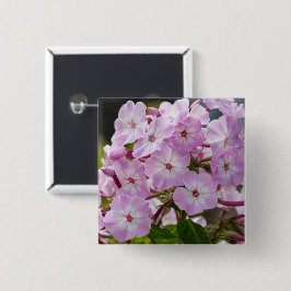 Lebendiger Rosa Phlox Botanisch Button