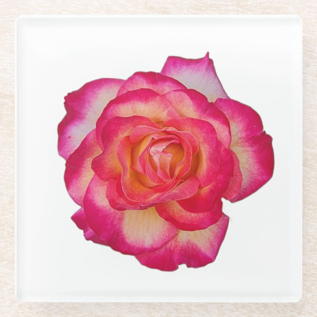 Lebendiger Rosa Rosenuntersetzer Glasuntersetzer (Vorderseite)