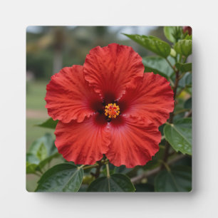 Lebendiger roter Hibiskus tropische Blüte Fotoplatte