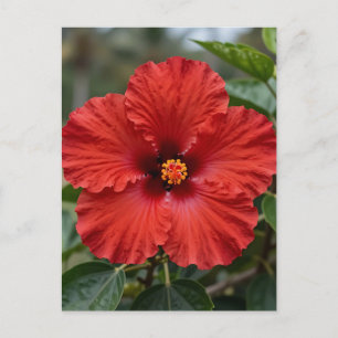Lebendiger roter Hibiskus tropische Blüte Postkarte