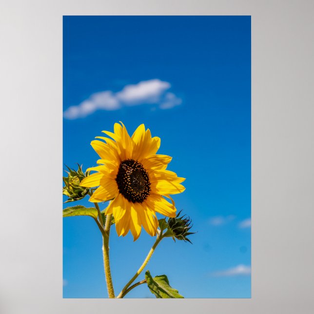 Lebendiger Sonnenblumenblütenposter Poster (Vorne)