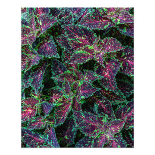 Lebendiges Coleus-Blattmuster. Fotodruck