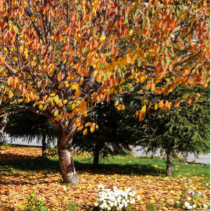 Lebendiges Herbstlaub Herbstlaubmuster Tasse