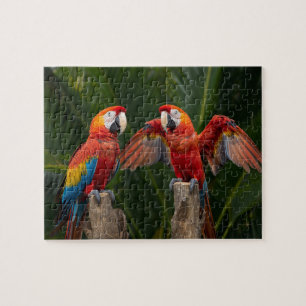 Lebendiges Scharlachrotes Ara-Paar Tropische Vögel Puzzle