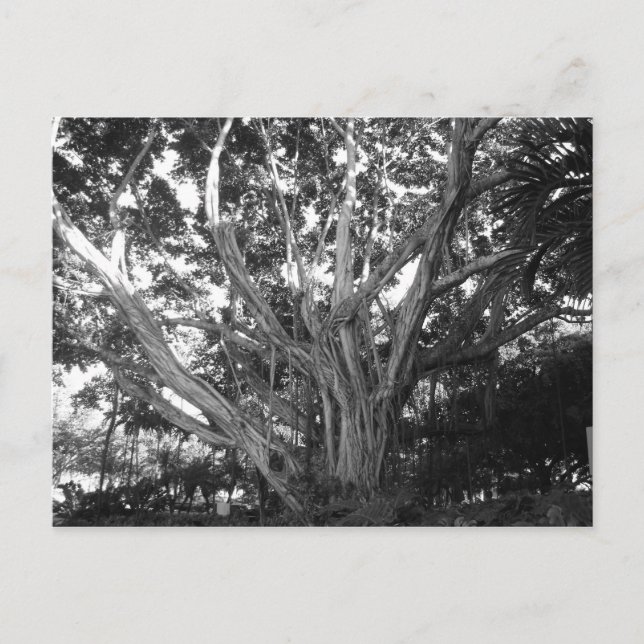 Lebensbaum Postkarte (Vorderseite)