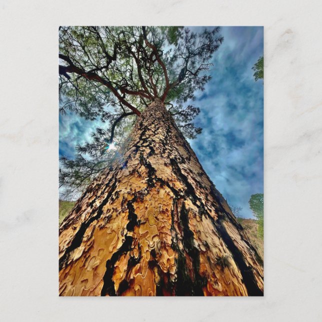 Lebensbaum Postkarte (Vorderseite)