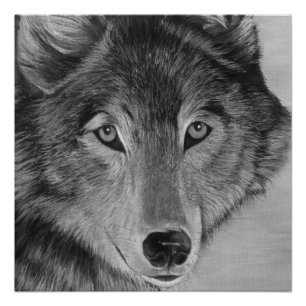 lebensechtes Malerei Schwarzweiss-ofa grauer Wolf Poster