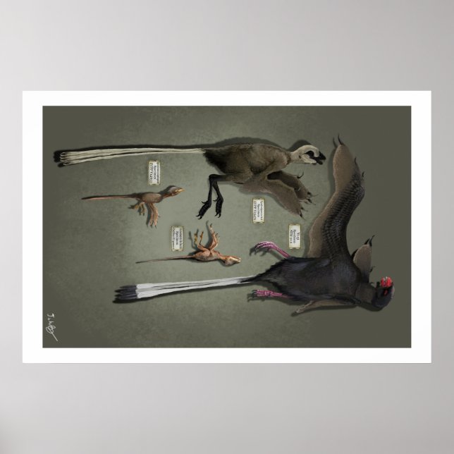 Lebensgröße Sansoriopterygien Poster (Vorne)