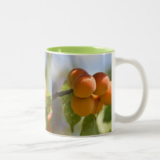 Lebensmittel Pfirsiche am Baum Zweifarbige Tasse