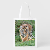 Lebensmittelbeutel Foto Tigerkatze. Lebensmittelbe