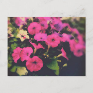 Lebensmittelgeschäft Petunia Blume Postkarte