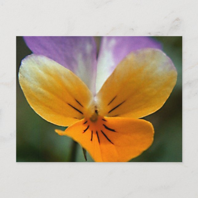 LEBENSREISE POSTKARTE (Vorderseite)