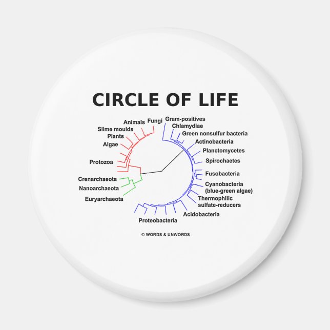 Lebenszirkel (Kreislauf-Phylogenetischer Baum) Magnet (Vorne)