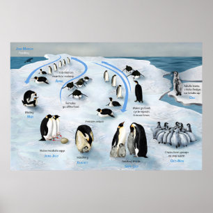 Lebenszyklus des Kaisers Pinguin Poster