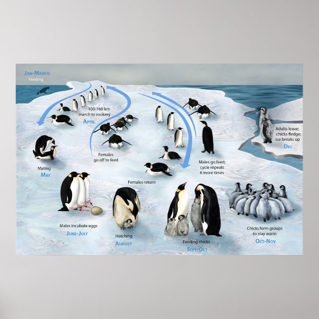 Lebenszyklus des Kaisers Pinguin Poster (Vorne)