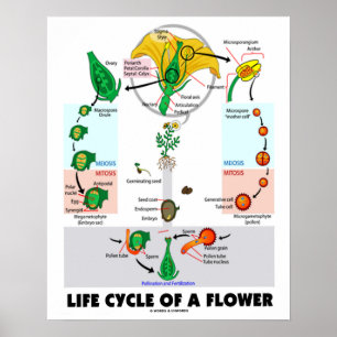 Lebenszyklus einer Blume (Angiosperm) Poster