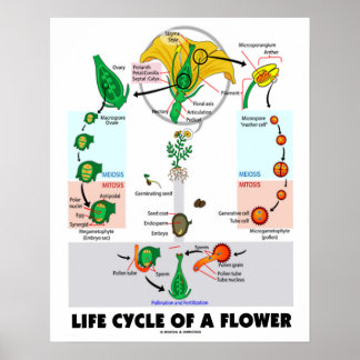 Lebenszyklus einer Blume (Angiosperm) Poster