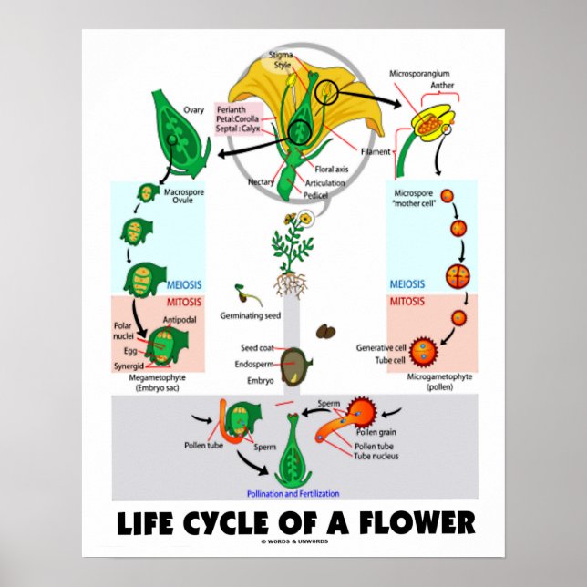 Lebenszyklus einer Blume (Angiosperm) Poster (Vorne)