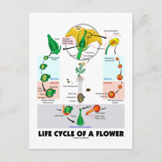 Lebenszyklus einer Blume (Angiosperm) Postkarte