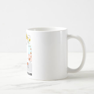 Lebenszyklus einer Blume (Angiosperme) Tasse