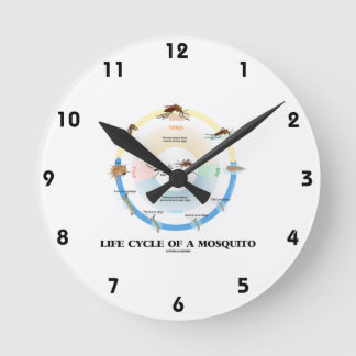 Lebenszyklus einer Moskito (Ei Larva Pupa Imago) Runde Wanduhr
