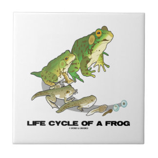 Lebenszyklus eines Frosches (von Ei zu Tadpole zum Fliese