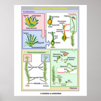 Lebenszyklus eines typischen Moos (Bryophyt) Poster