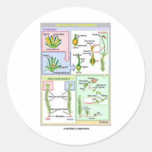 Lebenszyklus eines typischen Moos (Bryophyt) Runder Aufkleber