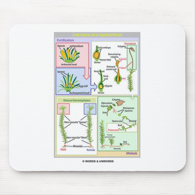 Lebenszyklus eines typischen Mooses (Bryophyte) Mousepad (Vorne)