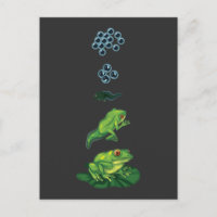 Lebenszyklus Frog Metamorphosis Ei Kaulquappen Fro