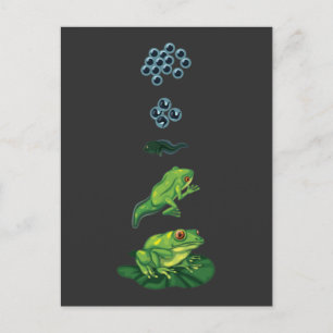 Lebenszyklus Frog Metamorphosis Ei Kaulquappen Fro Postkarte