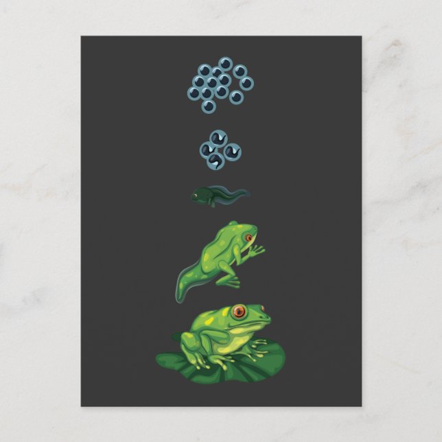 Lebenszyklus Frog Metamorphosis Ei Kaulquappen Fro Postkarte (Vorderseite)