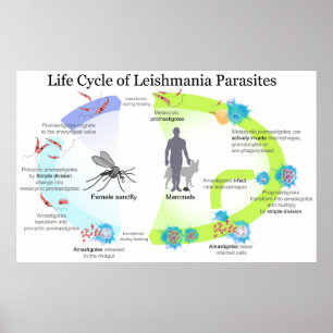 Lebenszyklus von Parasiten der Genus Leishmaniose Poster