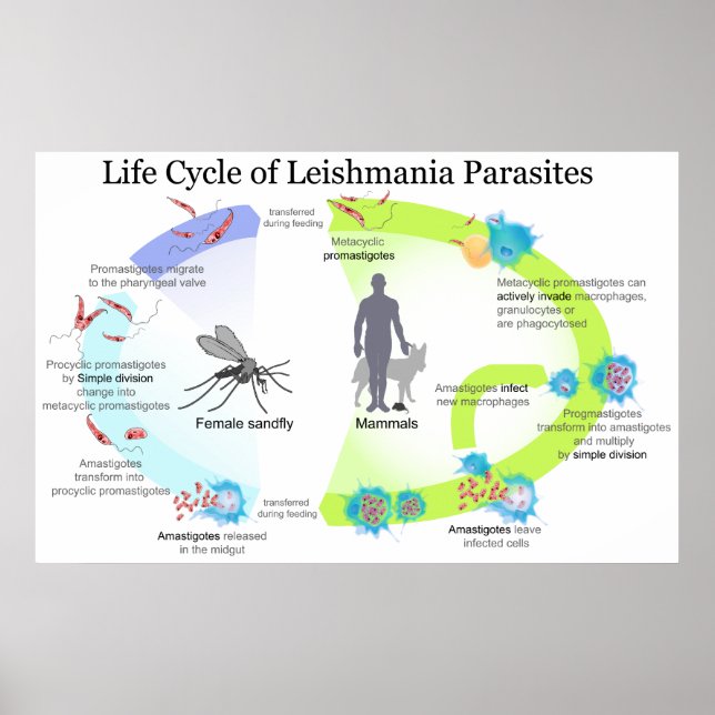 Lebenszyklus von Parasiten der Genus Leishmaniose Poster (Vorne)