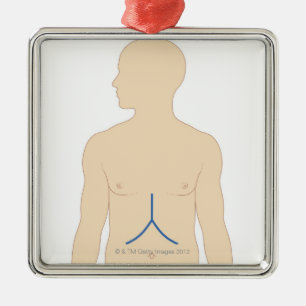 Leber-Transplantation Silbernes Ornament