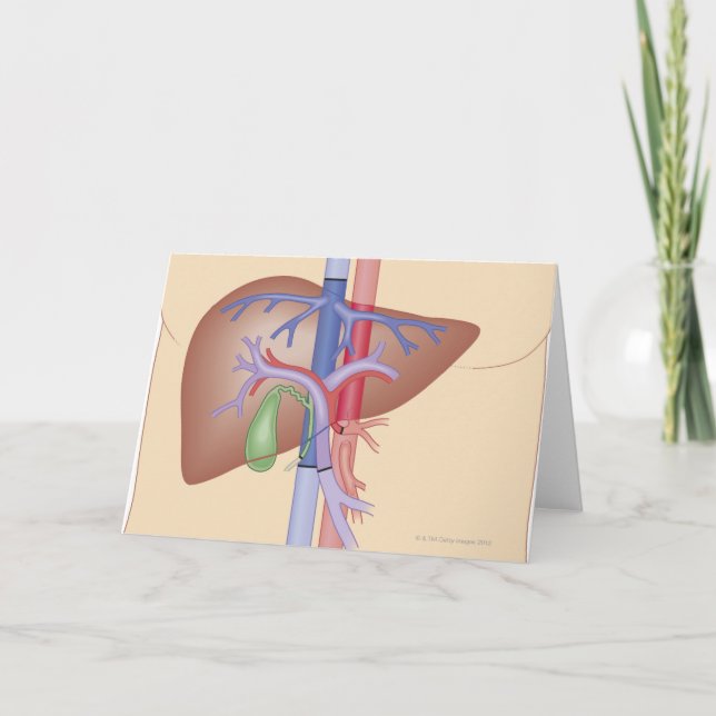 Leber-Transplantations-Verfahren Karte (Vorderseite)