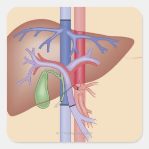 Lebertransplantation Quadratischer Aufkleber