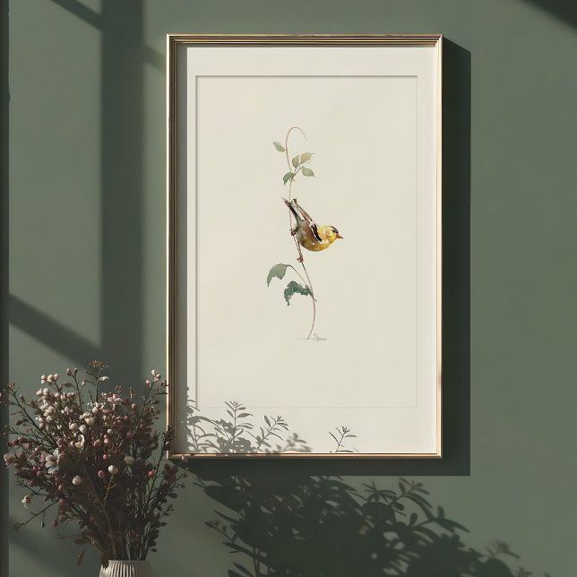 Lebhafte amerikanische Goldfinch Wasserfarben Kuns Poster (Von Creator hochgeladen)