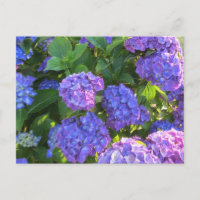 Lebhafte blaue und Lila Hydrangeas