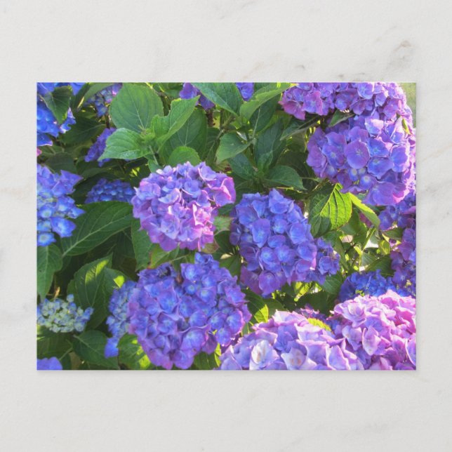 Lebhafte blaue und Lila Hydrangeas Postkarte (Vorderseite)