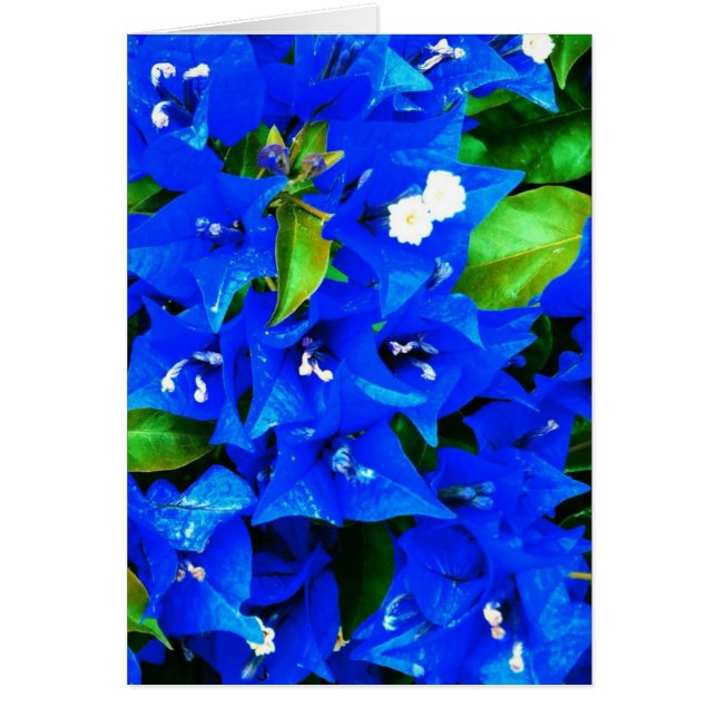 Lebhafte Blue Bougainvillea Blume (Vorne)